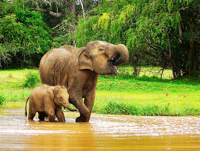 International Visa Service